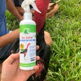  DA SẠCH  Vệ sinh gà chọi Ba Bảo Bình Định 