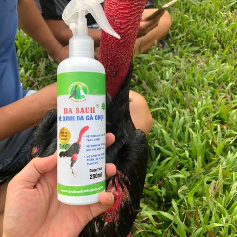 DA SẠCH  Vệ sinh gà chọi Ba Bảo Bình Định 