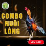  COMBO NUÔI LÔNG 