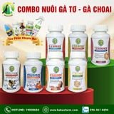 COMBO NUÔI GÀ TƠ - GÀ CHOAI 