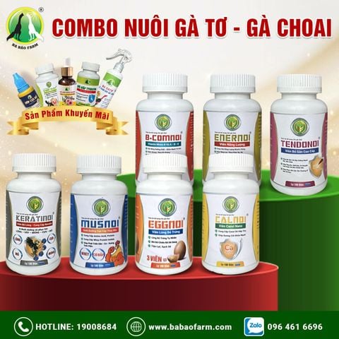  COMBO NUÔI GÀ TƠ - GÀ CHOAI 