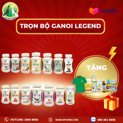  TRỌN BỘ GANOI LEGEND 