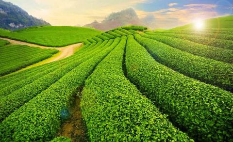 Mai Châu - Mộc Châu - Điện Biên - Lai Châu - Sapa