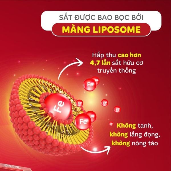 Sắt sinh học Ferrolip không giống với các dòng sắt thông thường, các phân tử Sắt Ferrolip được bao bởi một lớp màng liposome không chỉ giúp hấp thu sắt tốt hơn mà còn bảo vệ sắt khỏi các tác động trong hệ tiêu hoá như dịch dạ dày, thức ăn,… Do đó, có thể uống Sắt Ferrolip trước hoặc sau ăn.