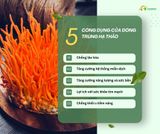  [Combo trải nghiệm] 1 Trà Đông trùng hạ thảo + 5 gói nhỏ 