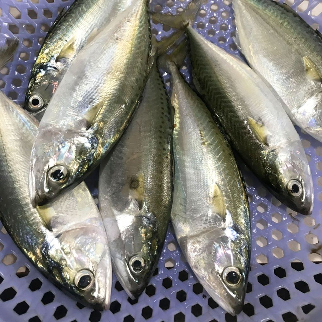 Cá bạc má Phú Yên làm sạch