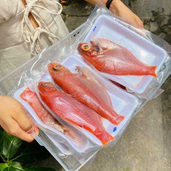 Cá bánh đường | sz 4 6