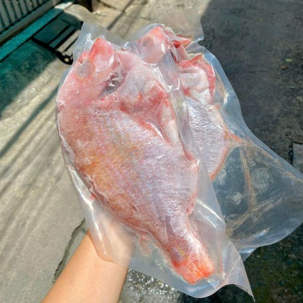 Cá bánh đường sz lớn