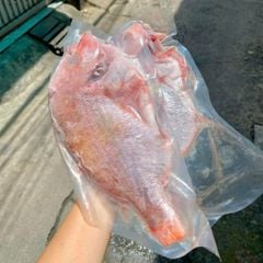 Cá bánh đường sz lớn