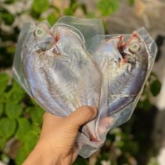 Cá bè biển Phú Yên