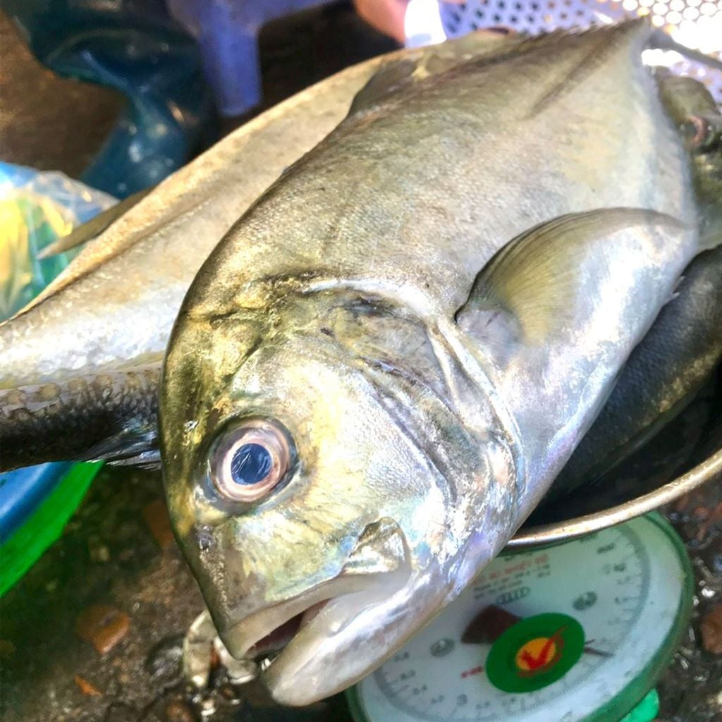 Cá bè cụt nguyên con