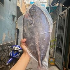 Cá bè lem Phú Yên