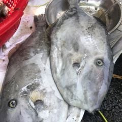 Cá bò da Phú Yên