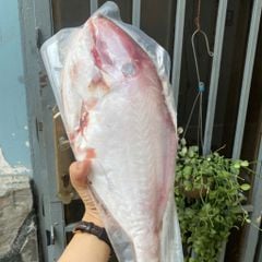 Cá bò da Phú Yên