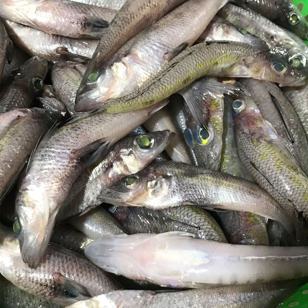 Cá bống biển làm sạch