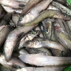 Cá bống biển làm sạch