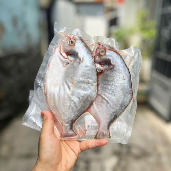 Cá chim én biển nguyên con