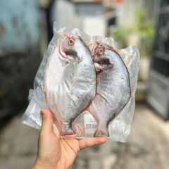 Cá chim én biển nguyên con