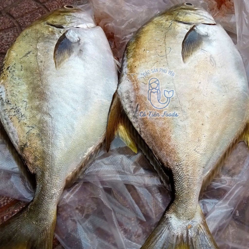 Cá chim trắng làm sạch hút chân không