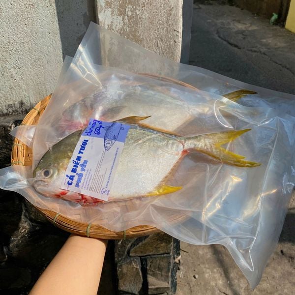 Cá chim trắng làm sạch hút chân không