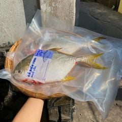 Cá chim trắng làm sạch hút chân không