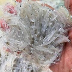Cá cơm ngần Phú Yên