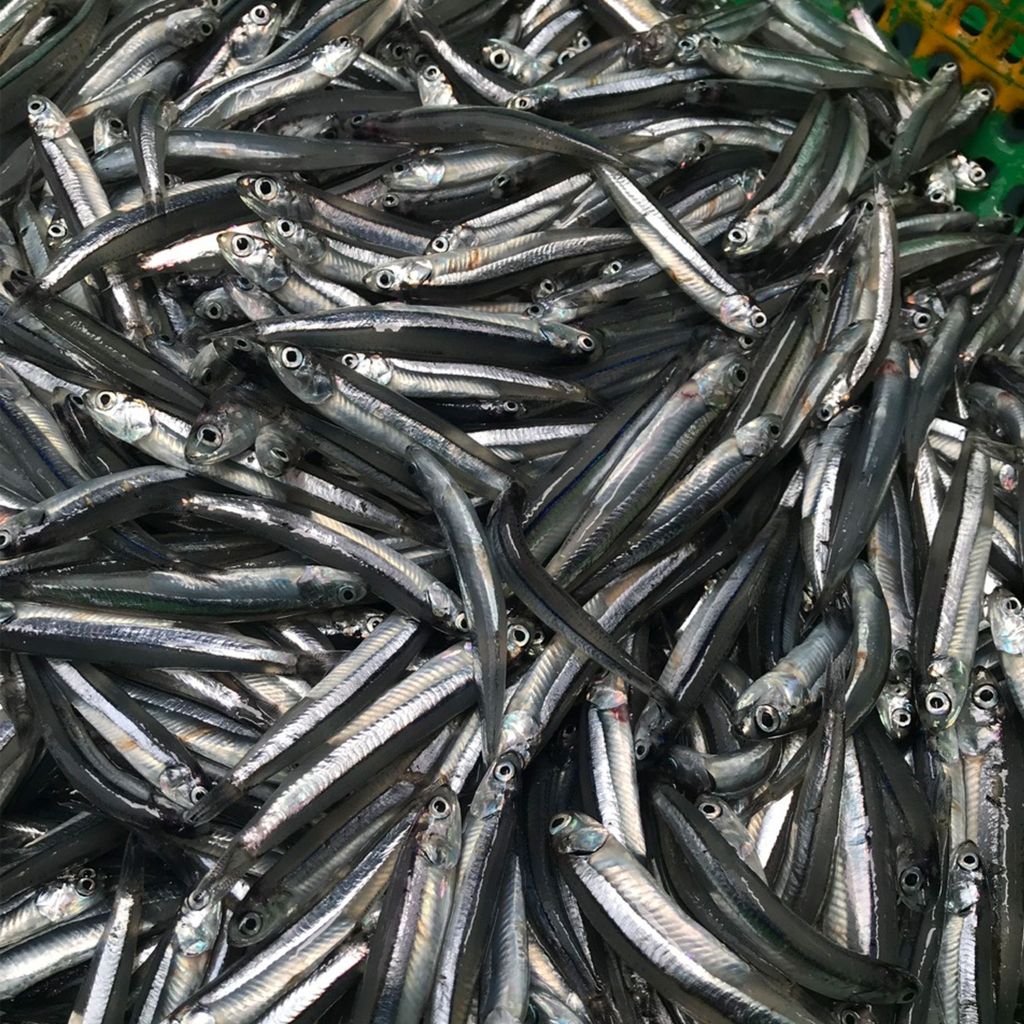 Cá cơm săn Phú Yên