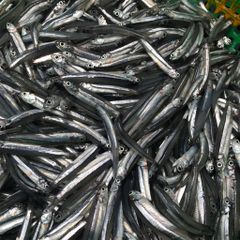 Cá cơm săn Phú Yên