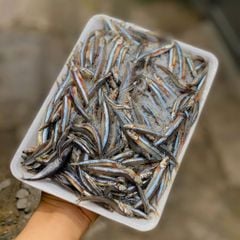 Cá cơm săn Phú Yên