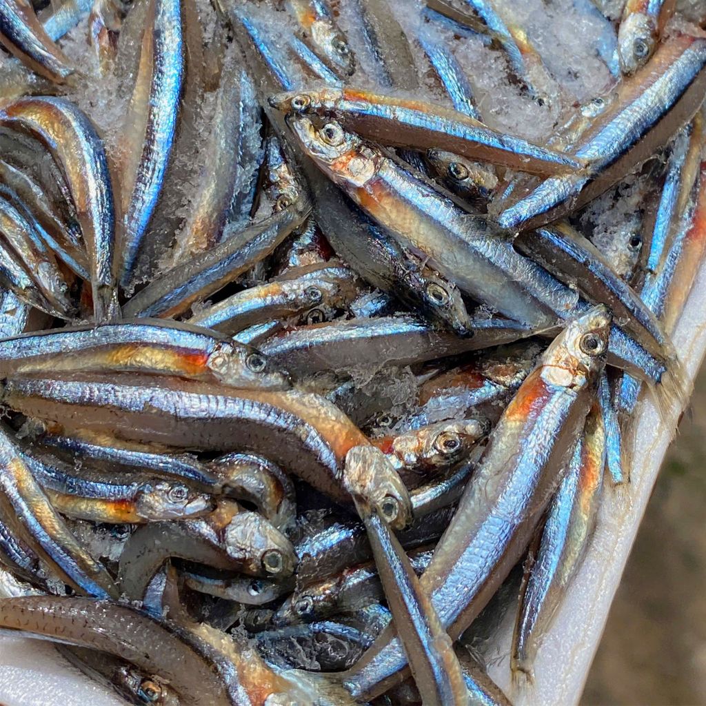 Cá cơm săn Phú Yên