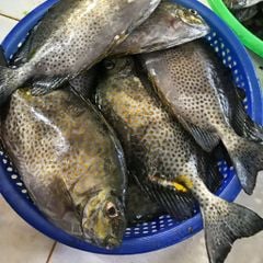Cá dìa bông nguyên con