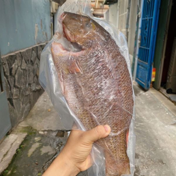 Cá đỏ mép baby