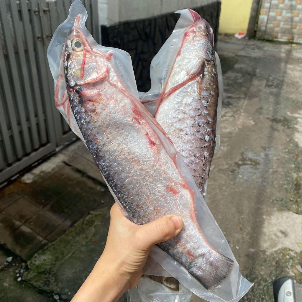 Cá đối nguyên con