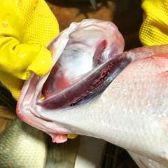 Cá đổng sộp cắt khúc