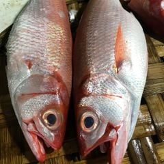 Cá đổng sộp cắt khúc