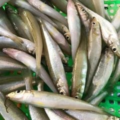 Cá đục Phú Yên làm sạch