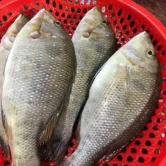 Cá chép biển, cá gáy cắt khúc