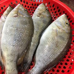 Cá chép biển, cá gáy làm sạch | Nguyên con