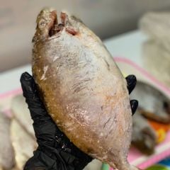 Cá dò kình làm sạch