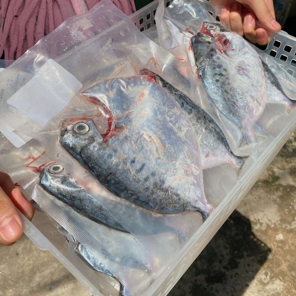 Cá liệt búa làm sạch