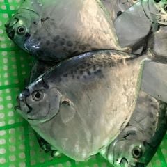 Cá liệt búa làm sạch