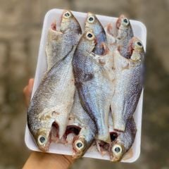 Cá lò có Phú Yên