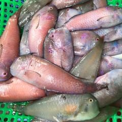 Cá mó biển Phú Yên làm sạch