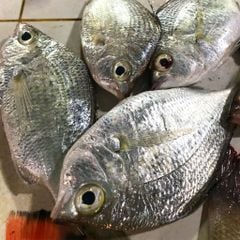 Cá móm biển Phú Yên