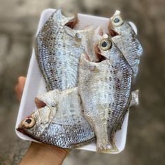 Cá móm biển Phú Yên