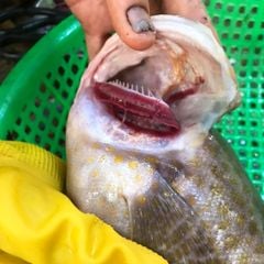 Cá mú bông làm sạch nguyên con