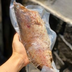 Cá mú bông làm sạch nguyên con
