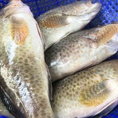 Cá mú bông làm sạch nguyên con