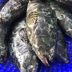 Cá mú biển làm sạch nguyên con