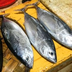 Cá ngừ chù nguyên con